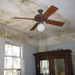 Black Mold - Mold Damage Tips