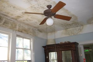 Black Mold – Mold Damage Tips