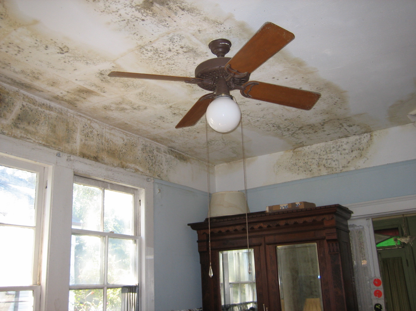 Black Mold Mold Damage Tips ServiceMaster