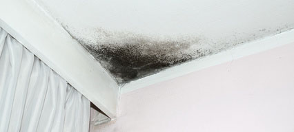 Mold Remediation in Palto Alto CA