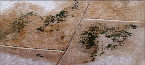 Roof Leaks And Mold How Slow Water Damage Can Build Up