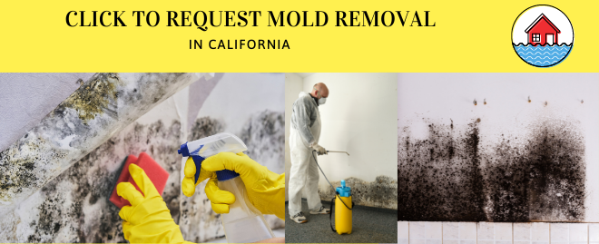 Mold Removal in California