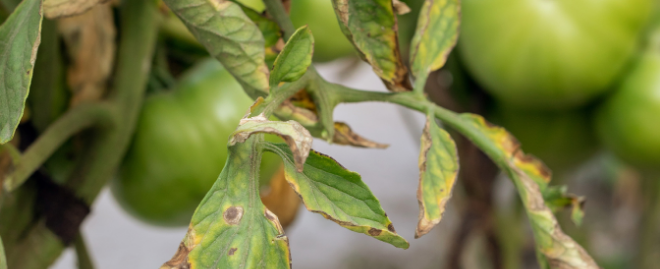 What is the difference between Fusarium and Verticillium Wilt