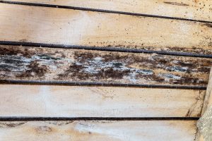 What to Do When There is White Mold in the Attic