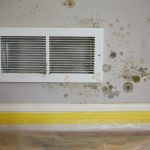 Mold Remediation – San Carlos, CA