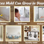 Top Places Mold Can Grow in Your Home