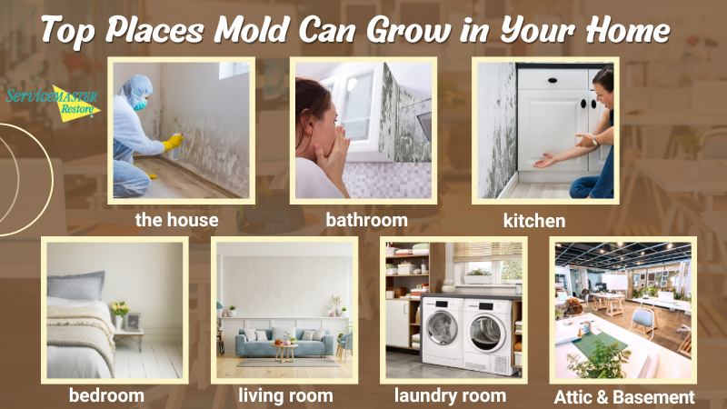 Top Places Mold Can Grow in Your Home