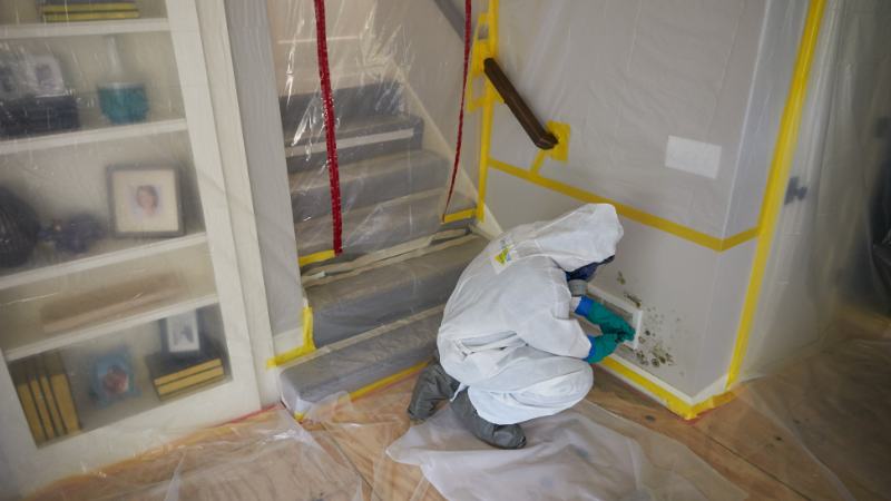 mold in the Living Room