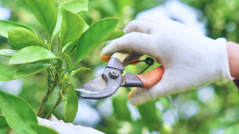 Prune Trees