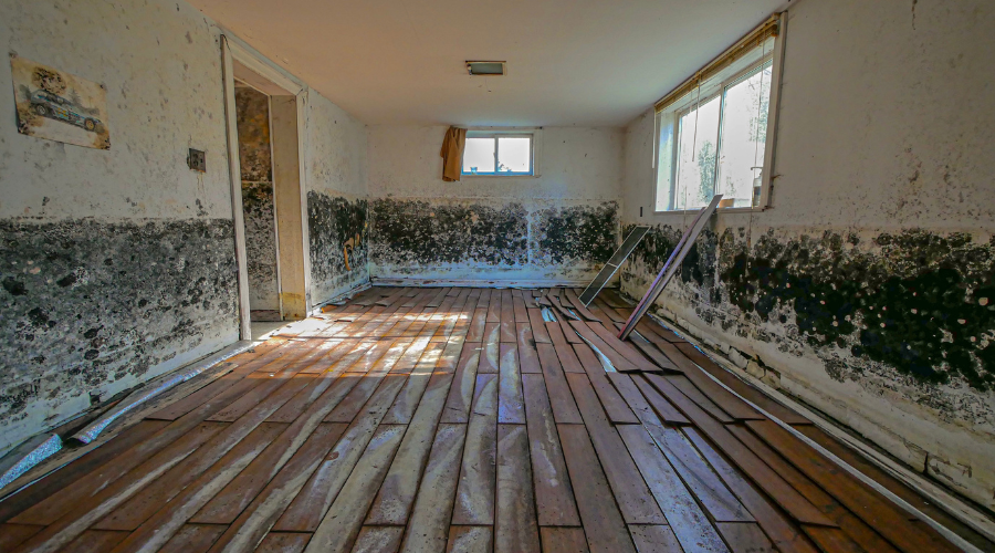 Mold can spread from basement to other rooms